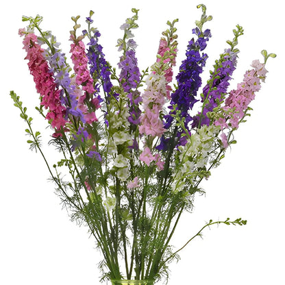 Larkspur