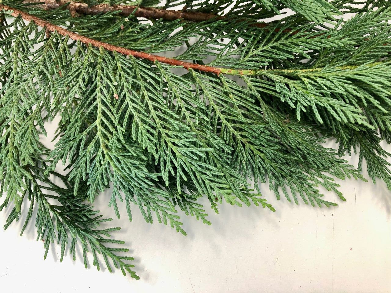 Christmas Greens