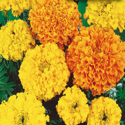 Marigold