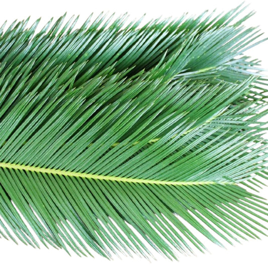 Sago Palm