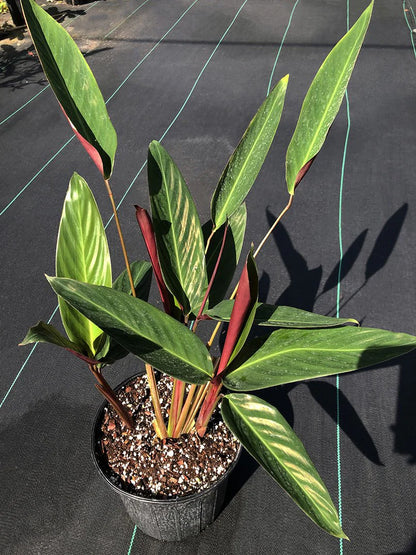 Potted Plants