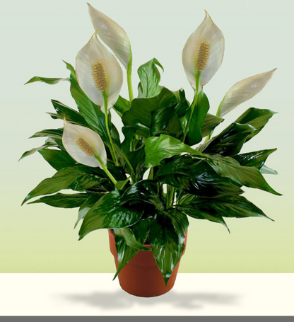 Potted Plants