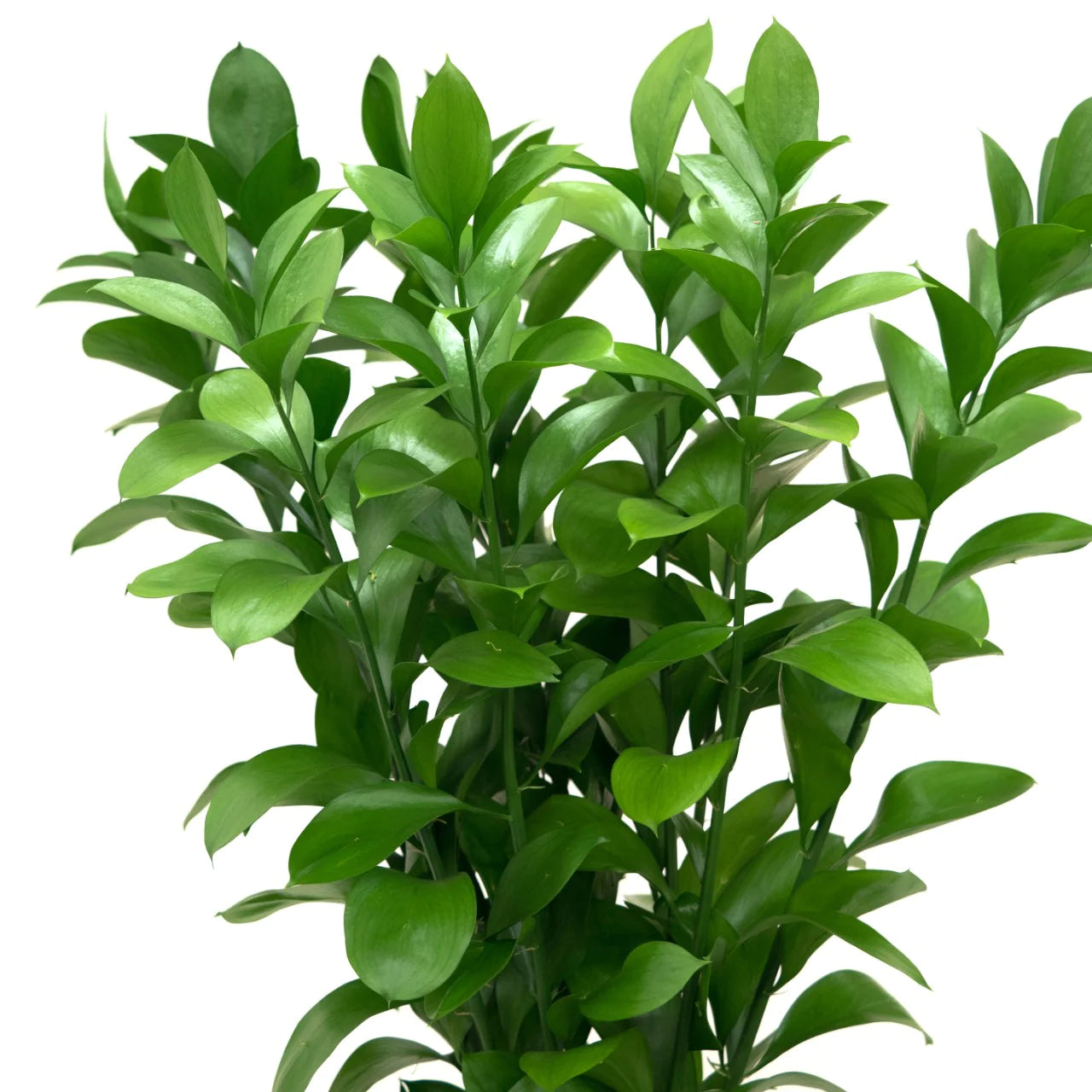 Israeli Ruscus – United Flower Wholesale
