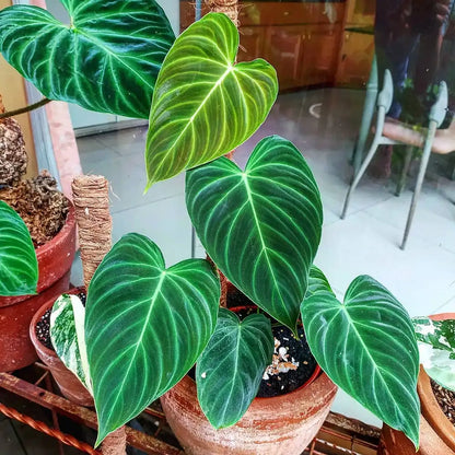 Potted Plants