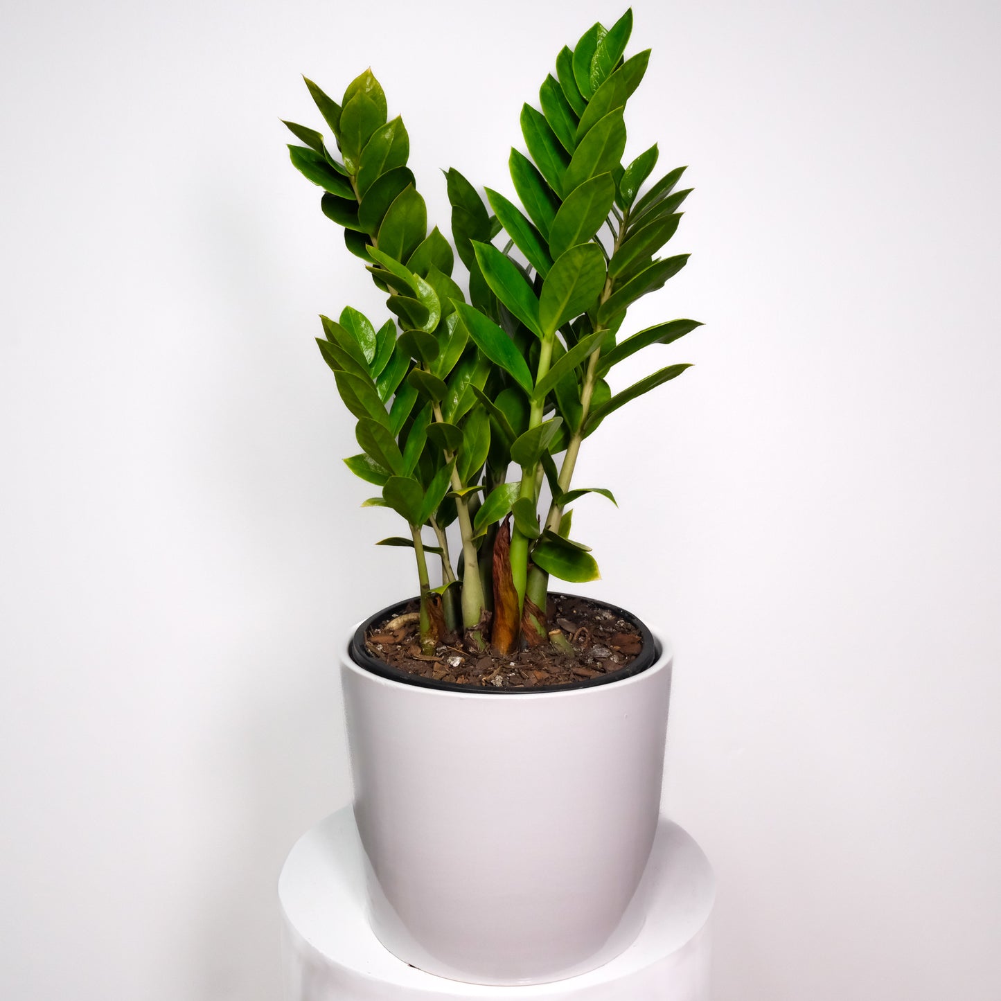 Potted Plants