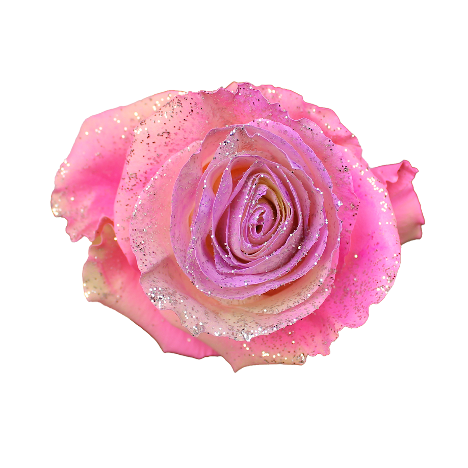 Bunch of 25 Roses (60cm) – United Flower Wholesale