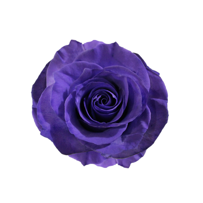 Bunch of 25 Roses (60cm)