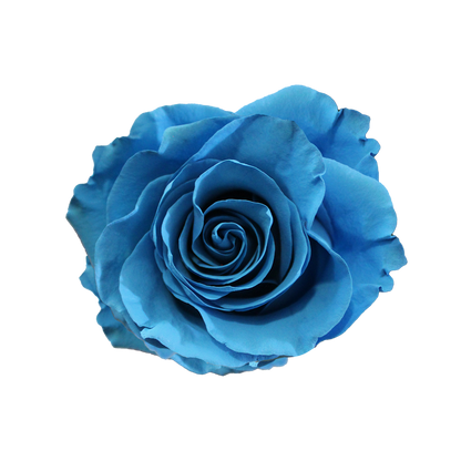 Bunch of 25 Roses (60cm)