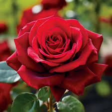 Color Roses