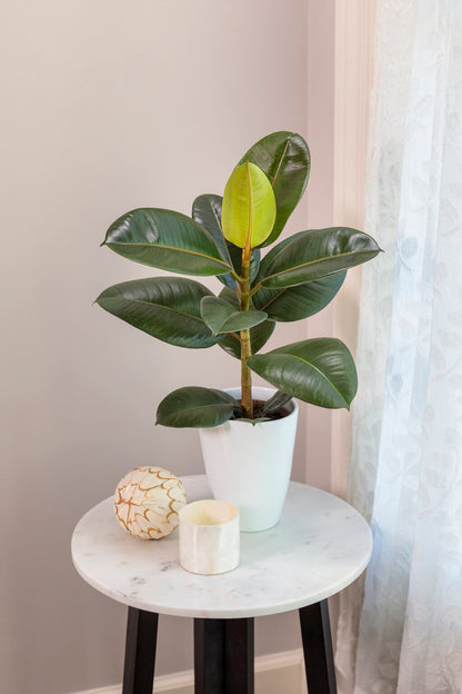 Potted Plants