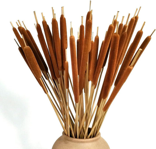 Cattail
