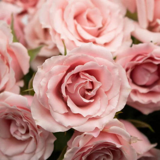 Pink Roses Webp Roses – United Flower Wholesale