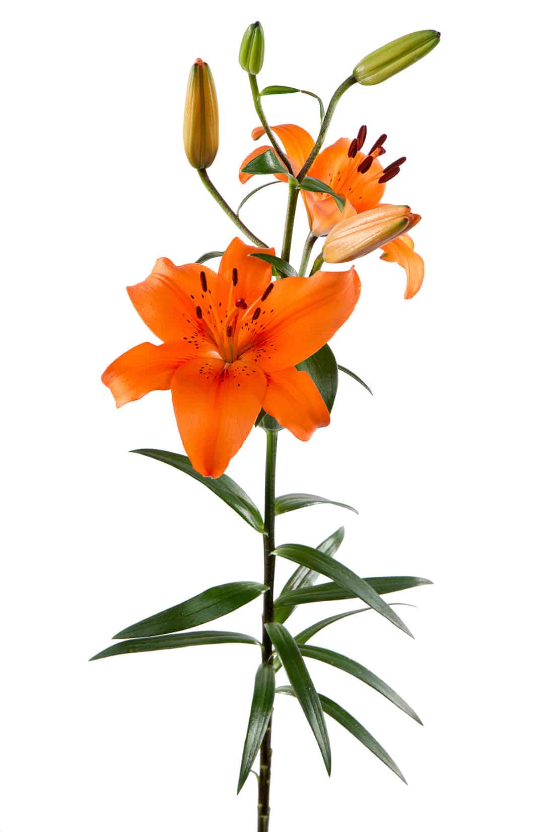 wholesale tiger lilies Tiger Lilies