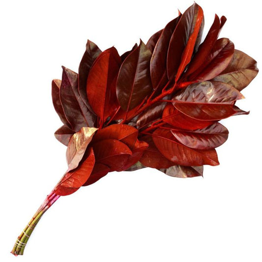 Tinted Magnolia