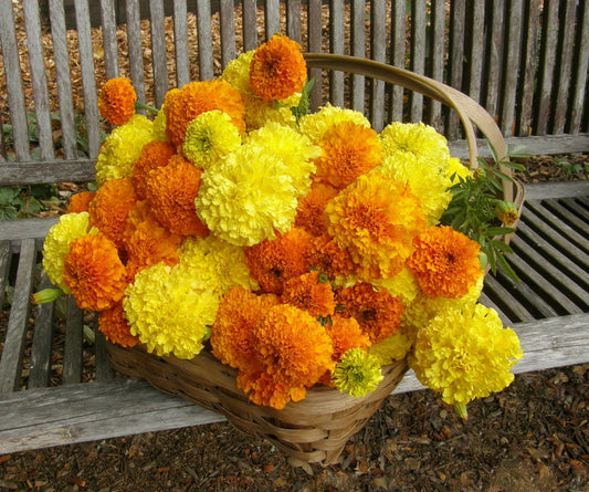 Marigold (Bucket)