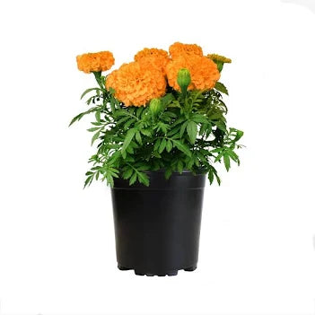 Potted Plants
