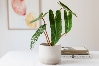 Potted Plants