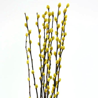Pussy Willow