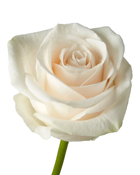 Color Roses