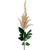 Astilbe