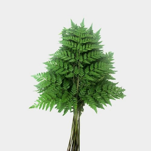 Leather Leaf